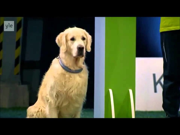 vrhunska dresura..za plakati od smijeha..video