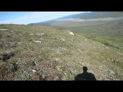 SUSRET S MEDVJEDOM Dok bi se drugi usrali od straha, on je učinio nešto skroz drugo!