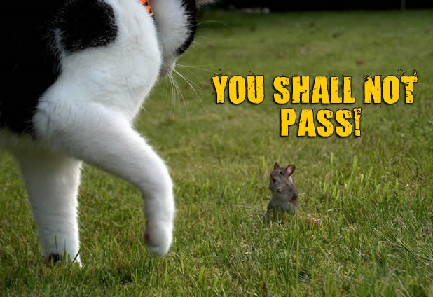 Miš uzeo lekcije kod Gandalfa, pa se pravi važan livadom