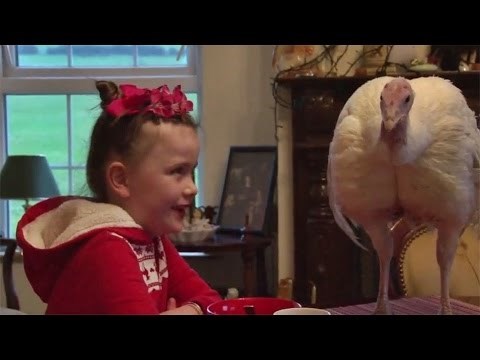 Djevojčica udomila puricu kako je ne bi pojeli za Božić