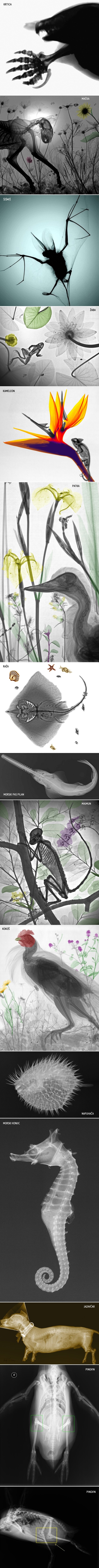 Galerija: Životinje pod rentgenom