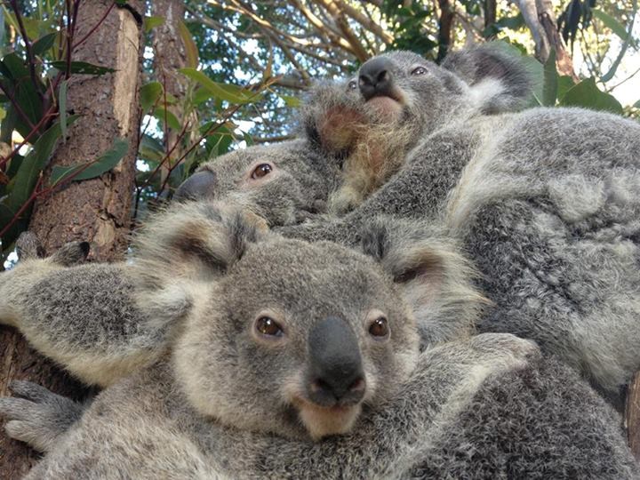 Tko je za veeeeeliki koala zagrljaj?