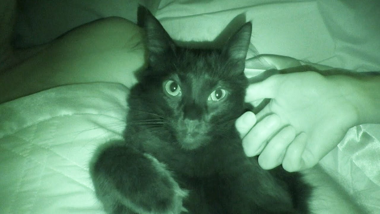 VIDEO: Strašne stvari koje dese kad pustite mačke u spavaću sobu