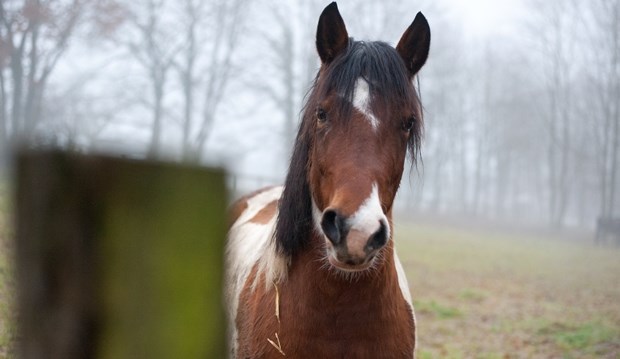 Fotogenični šareni konjić spremno pozira