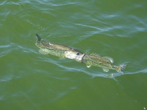 A samo ju je htio poljubiti...