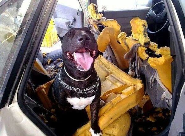 Ne ostavljaj psa u autu - ako želiš imati auto