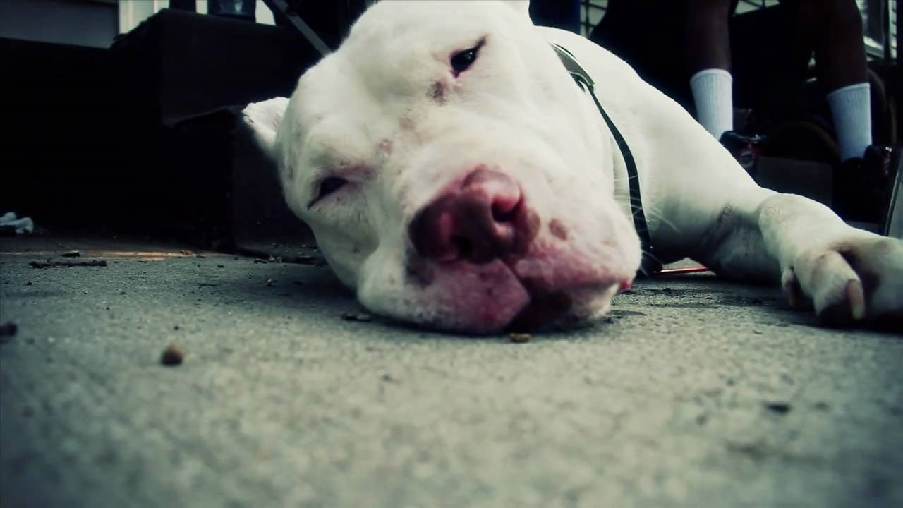 VIDEO: Zvali su ga čudovištem spremnim na klanje.. a onda se našao netko s malo srca