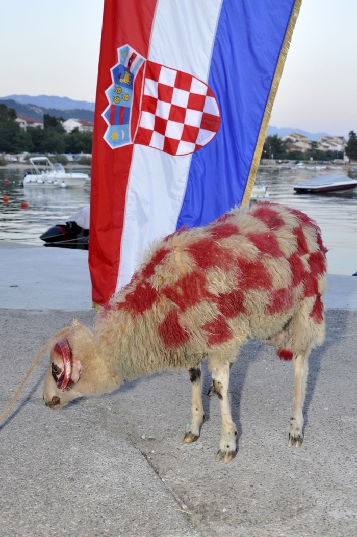 Ovce sinoć navijale za Hrvatsku