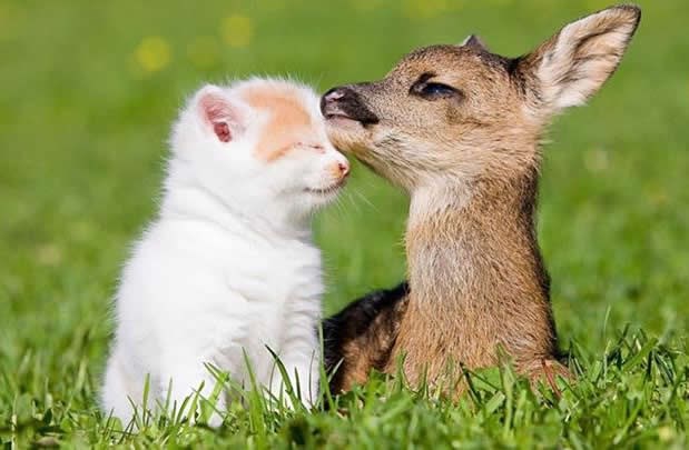 Neobično prijateljstvo na livadici