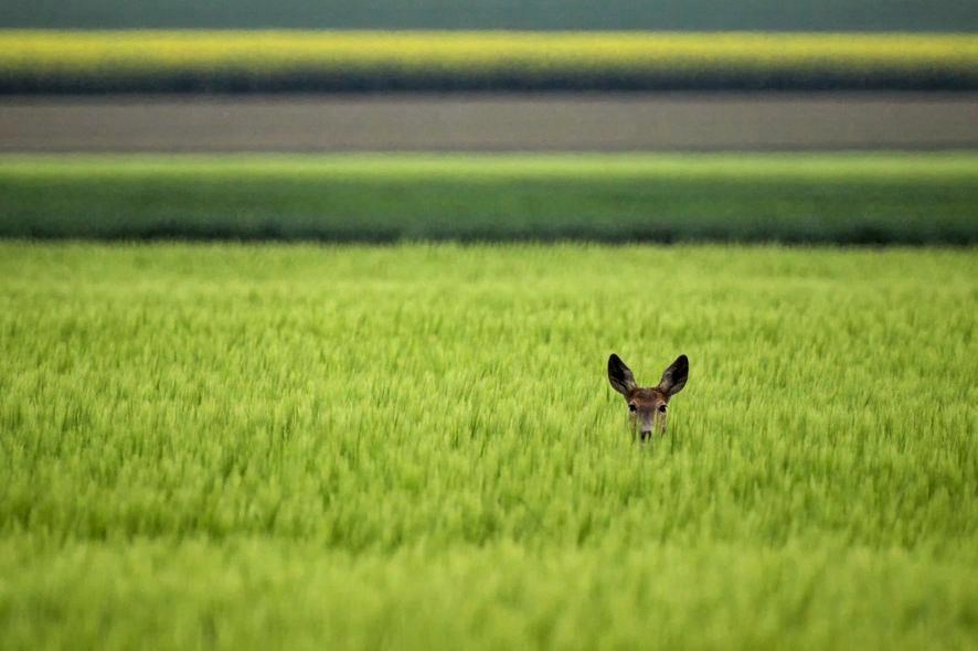 Tko se nije skrio...