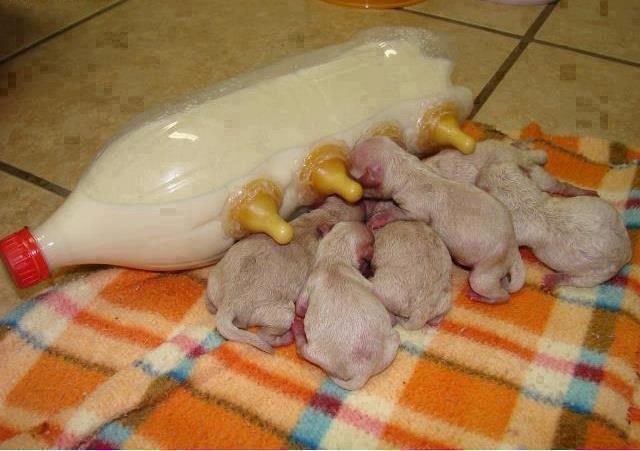 Multiduda kućne izrade spasila psiće