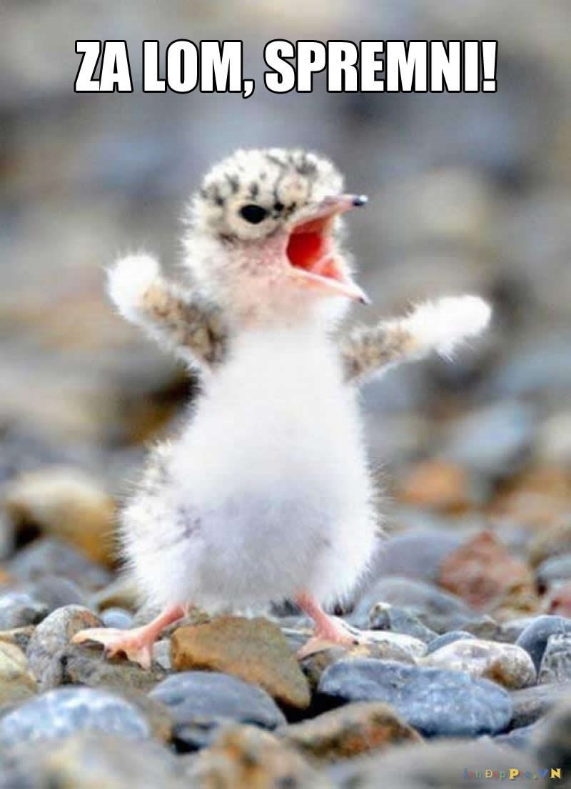 Radikalni partijaner