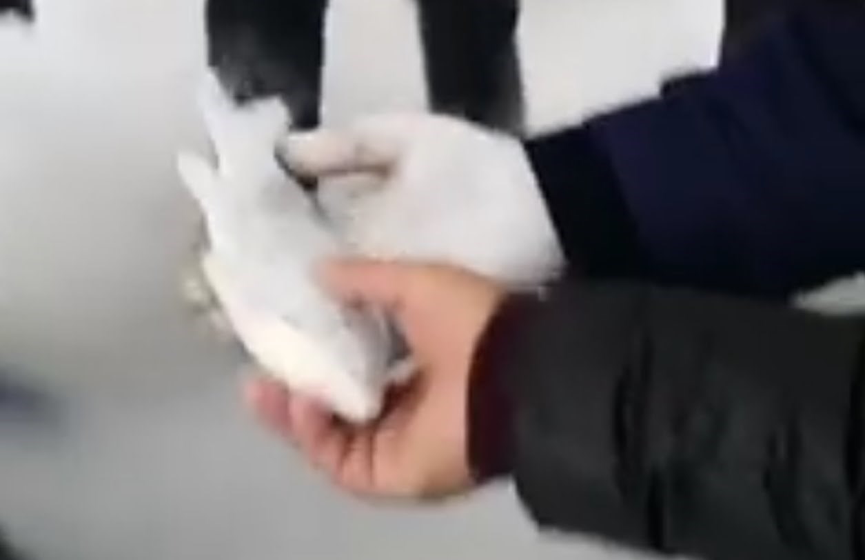 Kako je ovo moguće?! Pogledajte kako je zaleđena riba ponovno oživjela! 