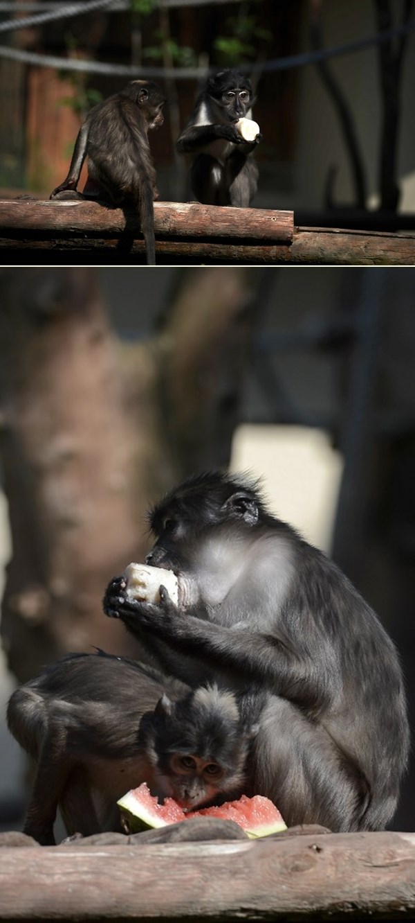 Majmunčići uživaju u voćnom sladoledu i lubenici