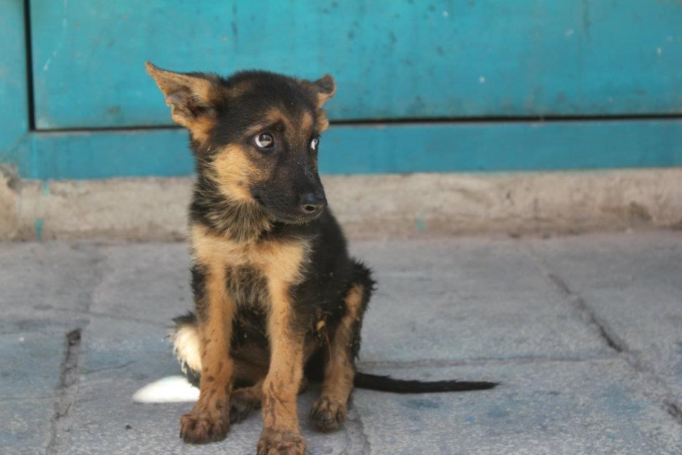 Čekanje gazde - najteži posao na svijetu