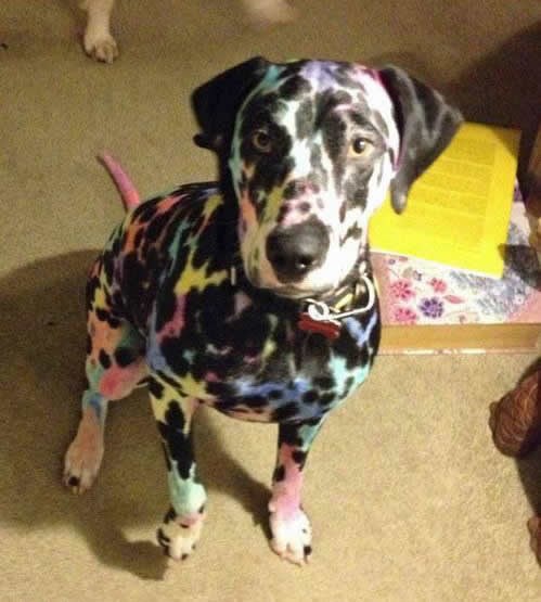 Klinci se dočepali flomastera i dalmatinera