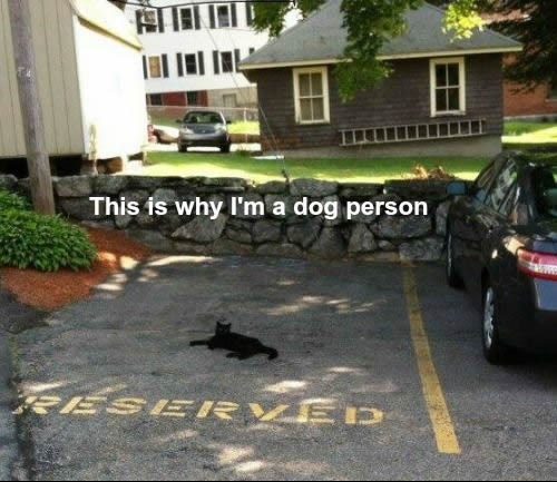 Eto na zašto su mačke na zlu glasu!