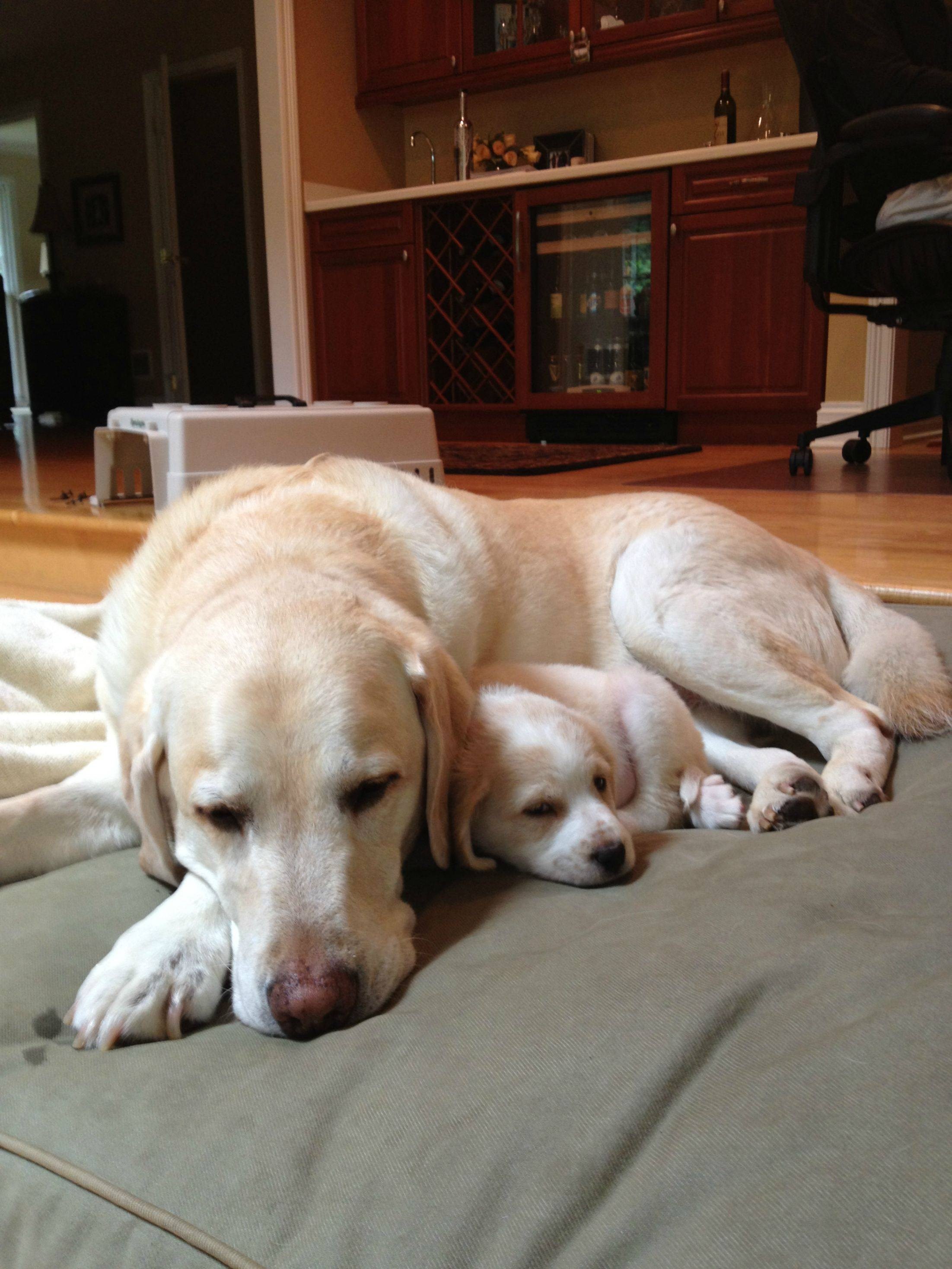 Tata i Minime nakon lekcije lajanja