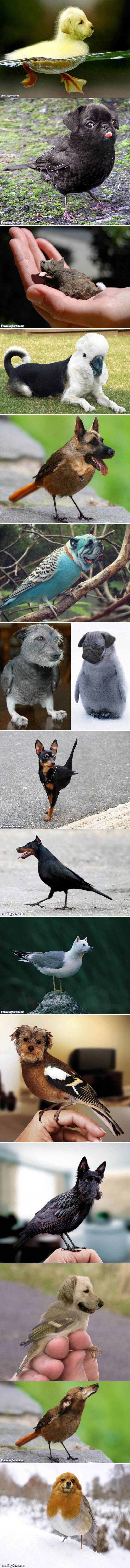 Galerija: Kad bi se križale ptice i psi