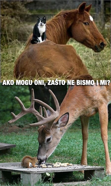 Kako bi bilo lijepo da ljudi nisu budale
