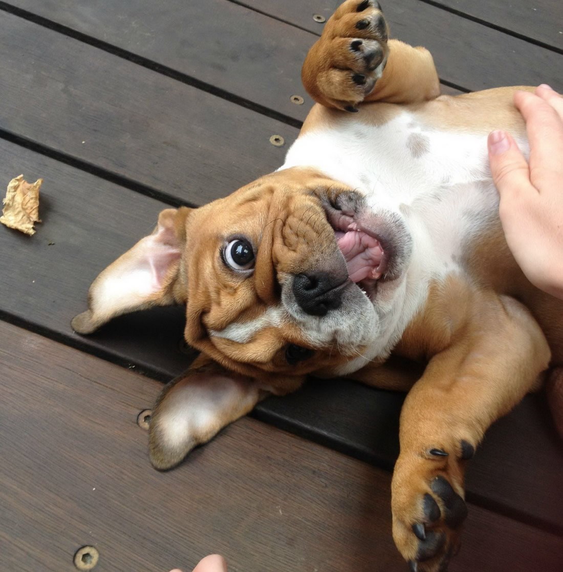 Psi su u stanju perpetualne sreće