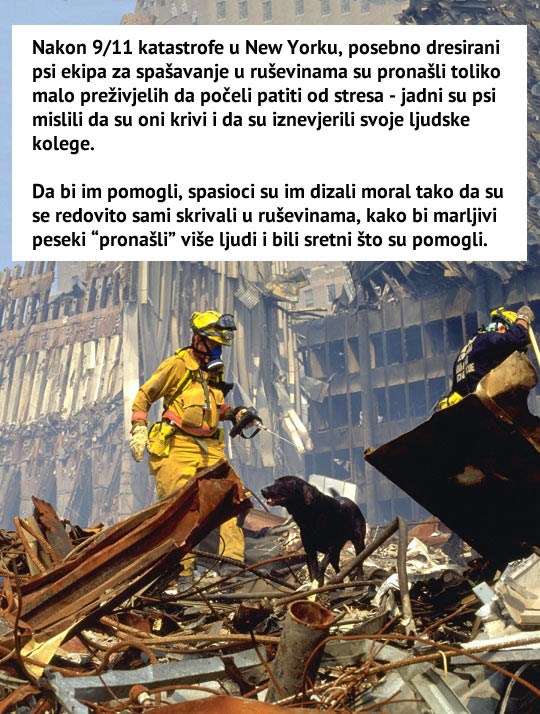 Psi pali u depresiju jer nisu mogli pomoći ljudima