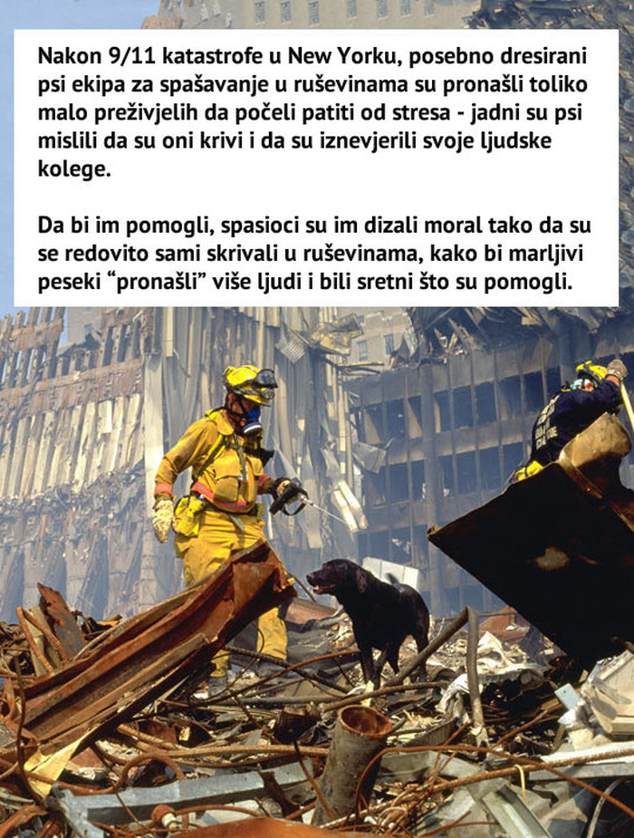 Psi pali u depresiju jer nisu mogli pomoći ljudima