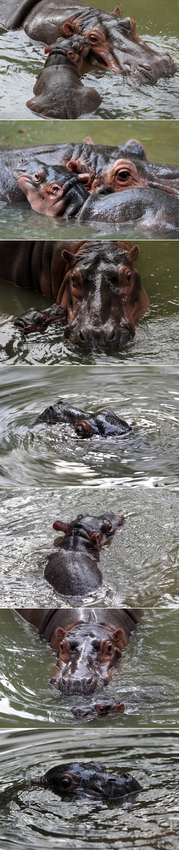 Mali nilski konj uživa u plivanju s mamom