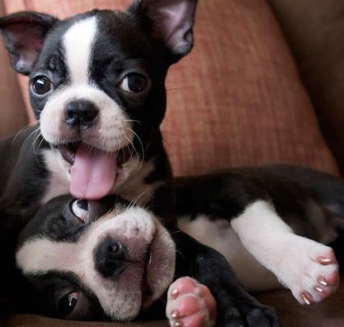 Veseli psići uživaju u životu: Sve je lako kad si mlad