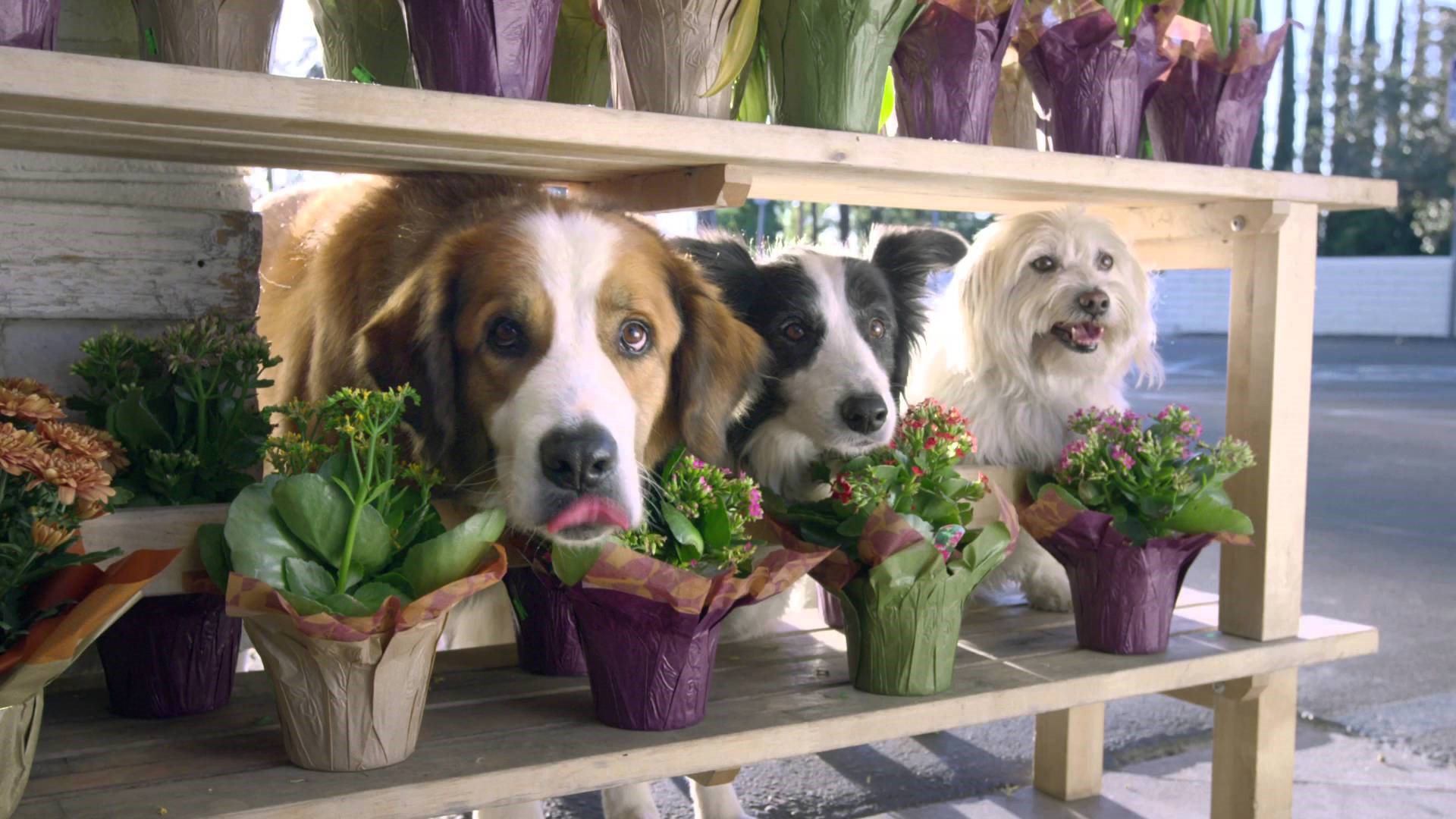 SUPER BOWL: Ništa nije lukavije od proždrljivog psa