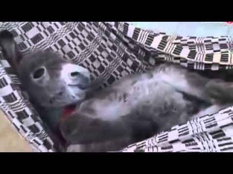 VIDEO: Danas ćemo svi ovako