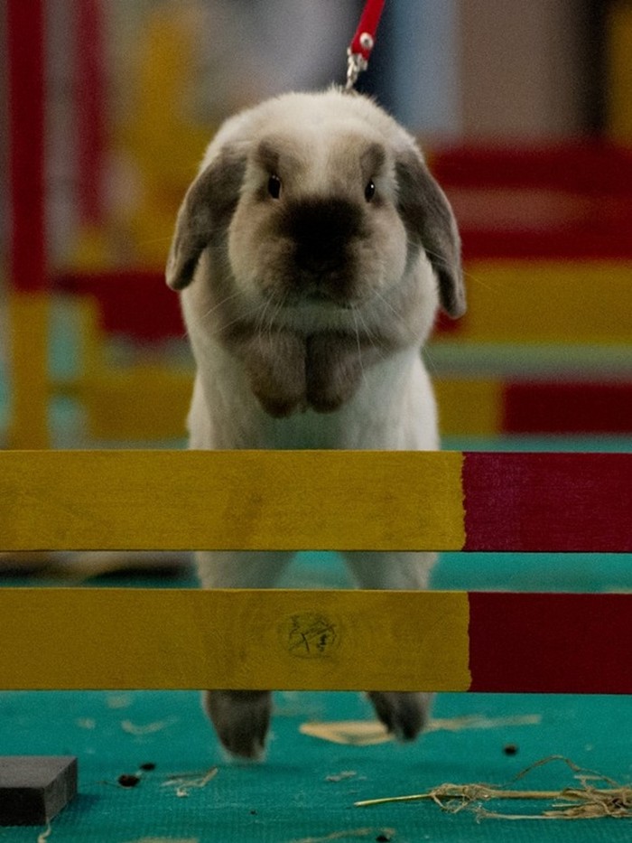 Zeko, hop!