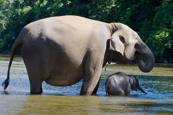 Slonica i njen bebač uživaju u kupanju