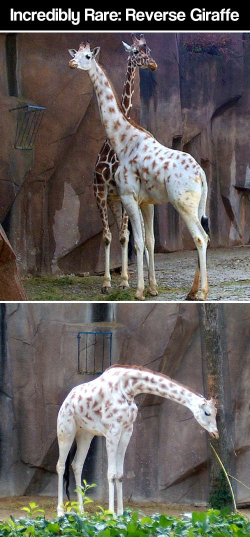 Kontražirafa: Ova pita što prvo zatvoriš