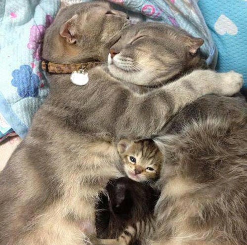 Najsretnija mačja obitelj na svijetu