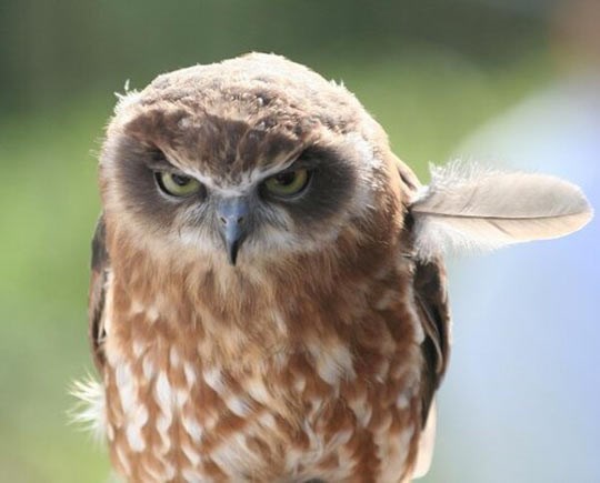 Sovica ima loš dan: Problemi sa frizurom