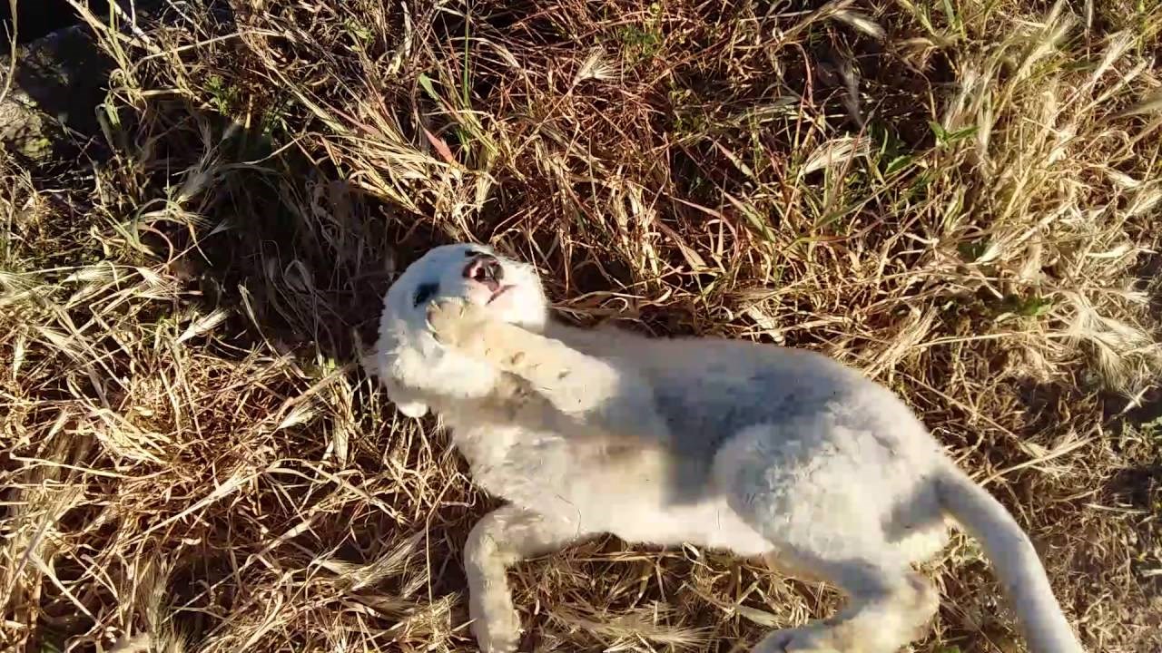 Pronašli su psa u polju, a njegova reakcija na društvo neprocjenjiva je