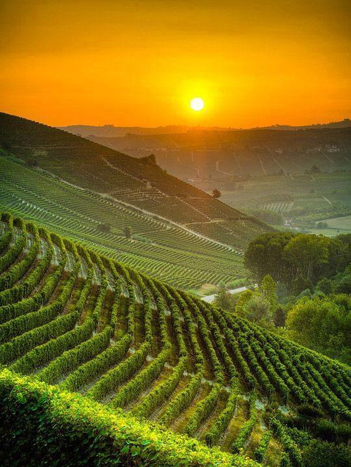 Talijanski vinogradi uživaju u toplini sutona