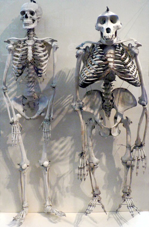 Usporedba kostura modernog čovjeka i gorile