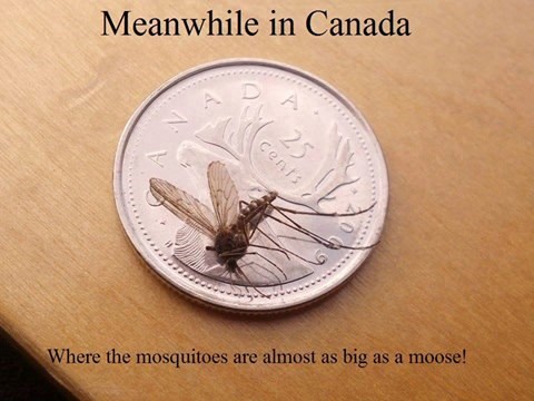 U Kanadi nema komaraca - samo roda!