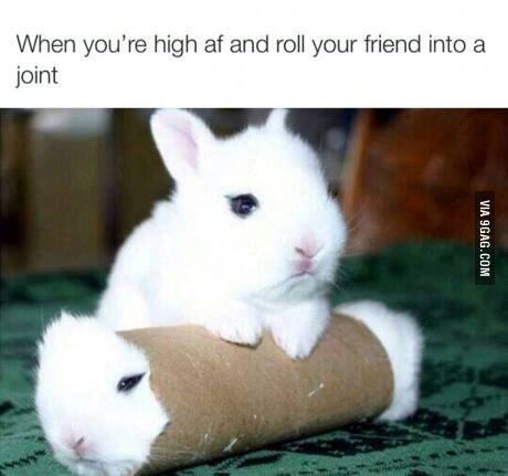 Kad si napljugan k'o svinja i srolaš frenda