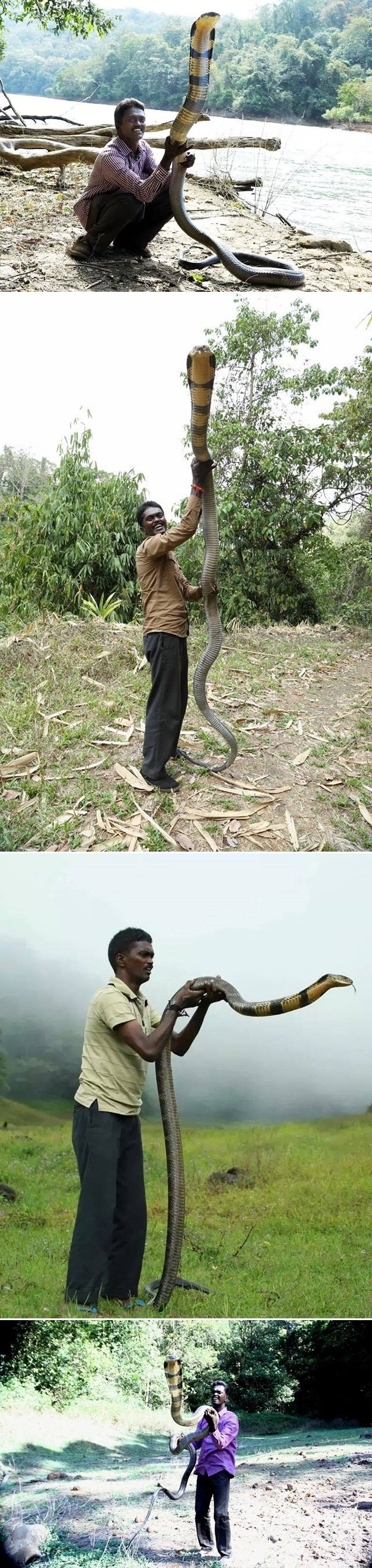 Galerija: Veličanstvena kraljevska kobra