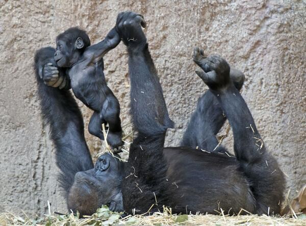 I životinje znaju da je važno igrati se s djecom