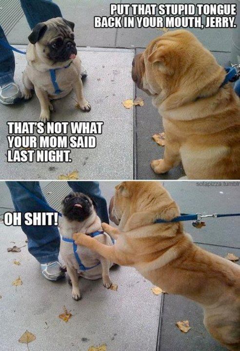 Mops provocirao dugom jezičinom pa pokupio batine