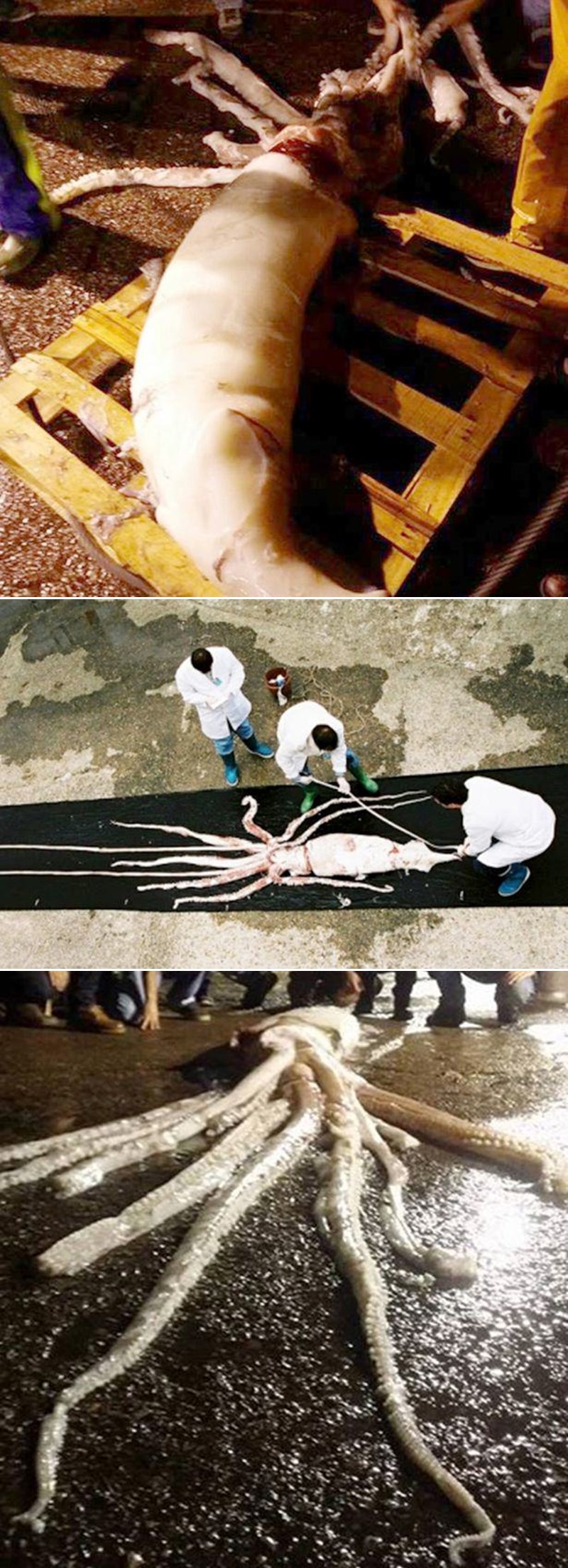 ULOVLJENA DIVOVSKA LIGNJA: Morski monstrum dug 11 metara