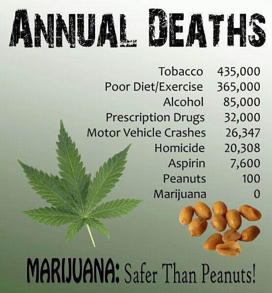 Marihuana je sigurnija od kikirikija?