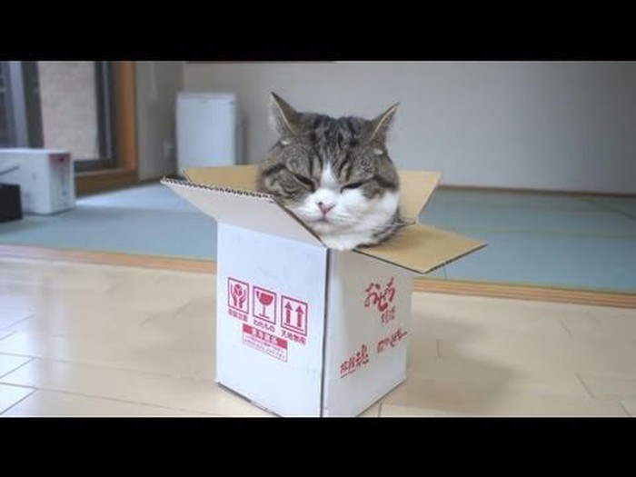 VIDEO: Nema premale kutije, ni predebele mačke
