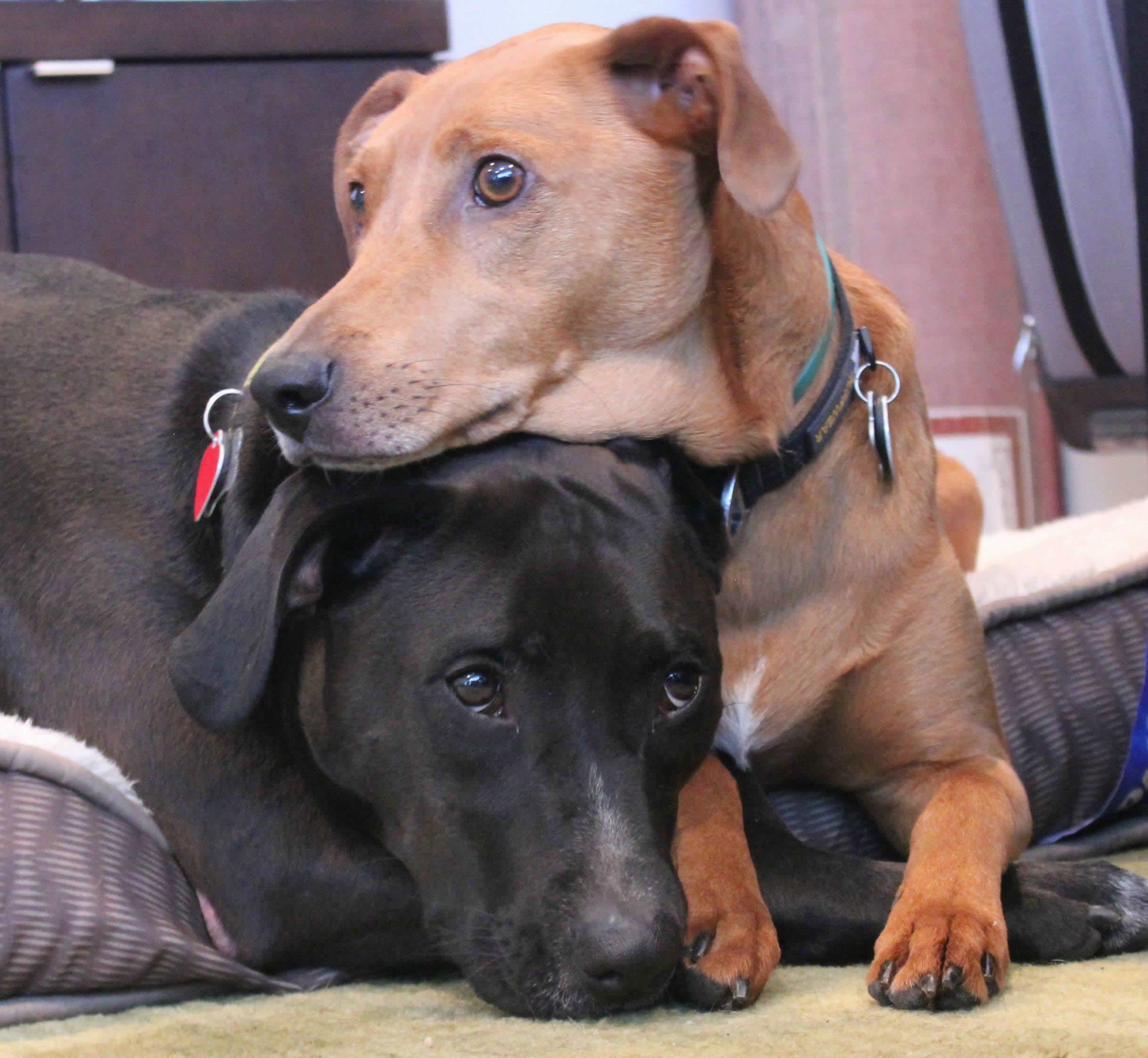 Pas tješi frenda koji mora na operaciju