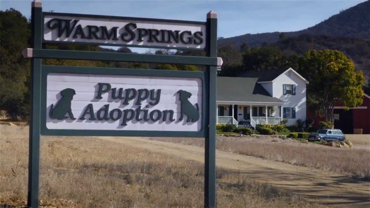 SUPER BOWL: Znate li zašto su konji spasili psića u onoj slavnoj reklami za Budweiser?