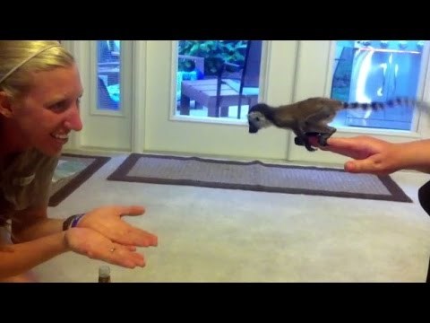 Hrabra beba lemur izvela svoj prvi veliki skok!